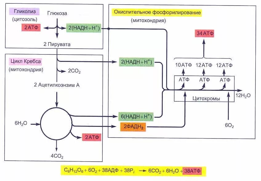 12 атф. Этапы энергетического обмена цикл Кребса. Кислородный этап энергетического обмена цикл Кребса. Синтез АТФ В митохондрии клетки схема. Схема клеточного дыхания цикл Кребса.