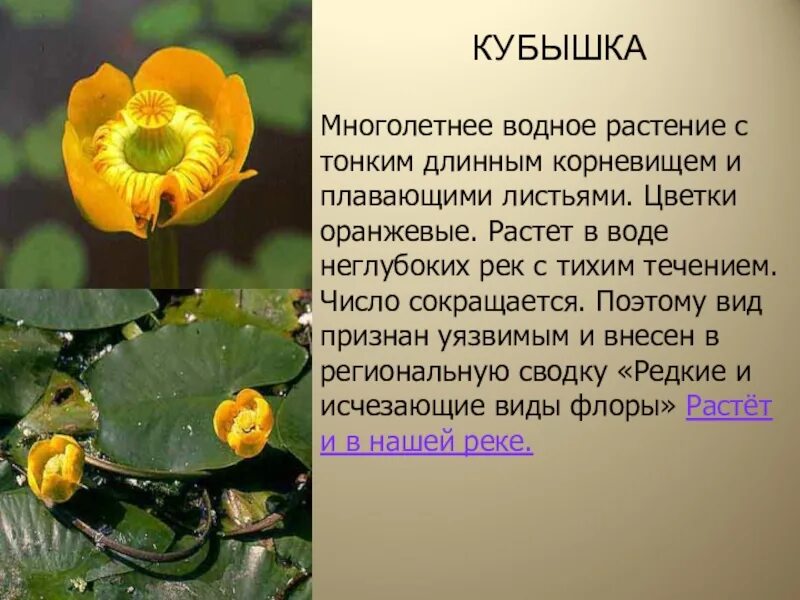 Как взять кубышку