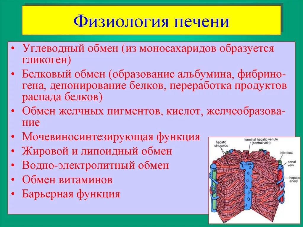 Физиологические функции печени. Функции печени физиология. Физиологическая роль печени. Печень выделяет в кровь