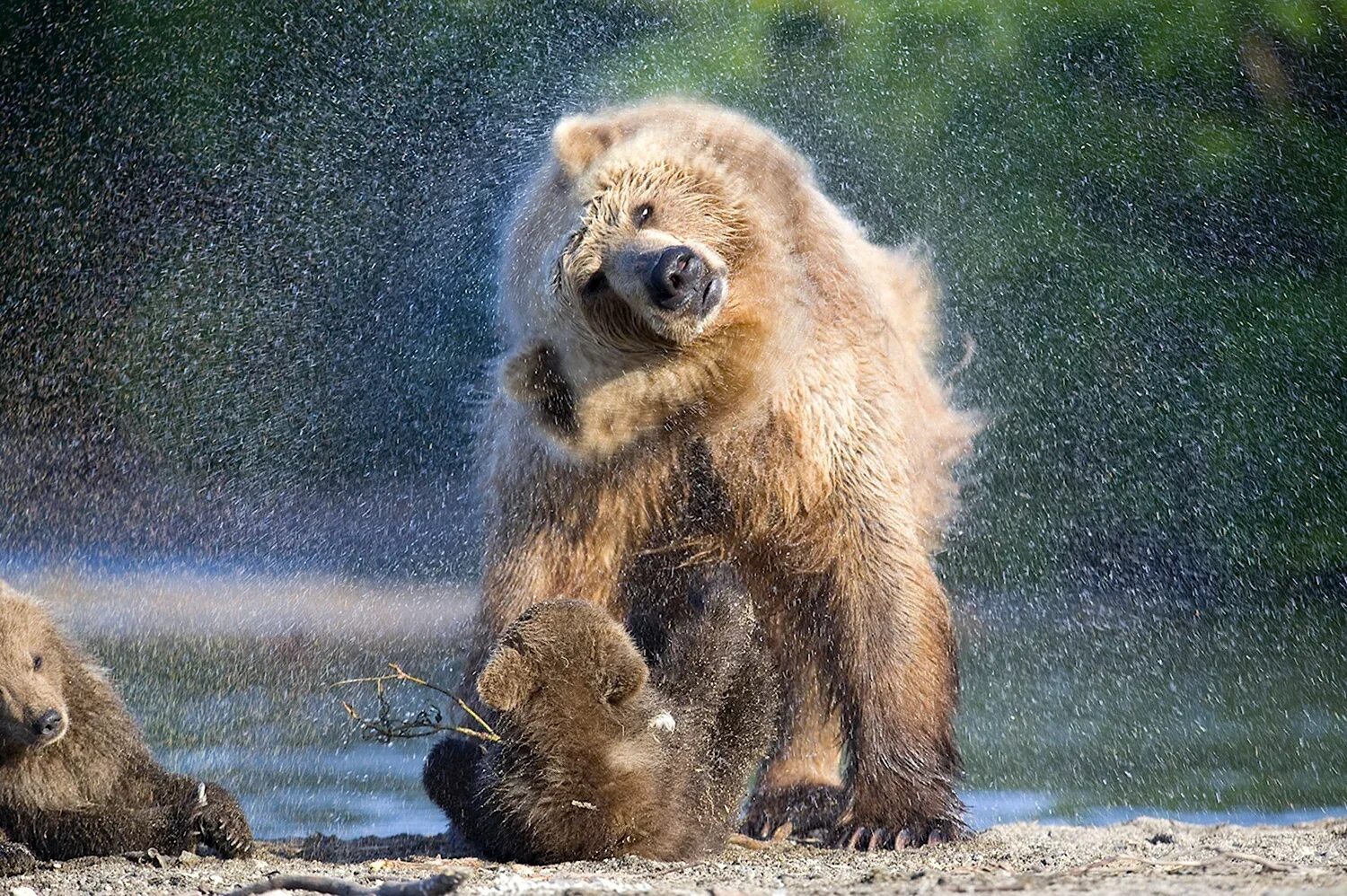 Бурый медведь косолапый. Красивый медведь. Добрый медведь. Смешной медведь.