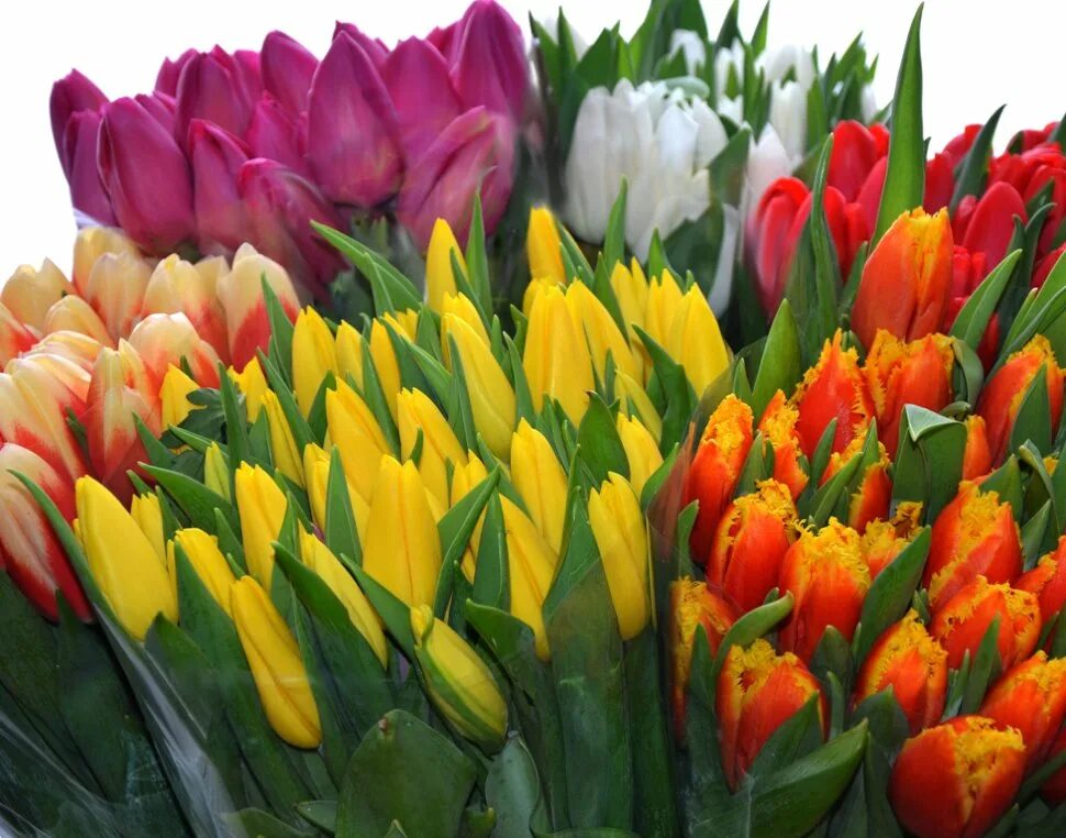 Срез тюльпанов. 51 пионовидный тюльпан букет. Тюльпаны в прозрачной вазе. Тюльпаны в розницу. Тюльпаны оптом.