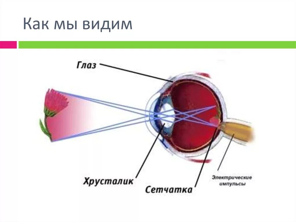 Почему видит глаз. Восприятие человеческого глаза. Изображение предмета на сетчатке. Восприятие изображения глазом. Восприятие цвета глазом.