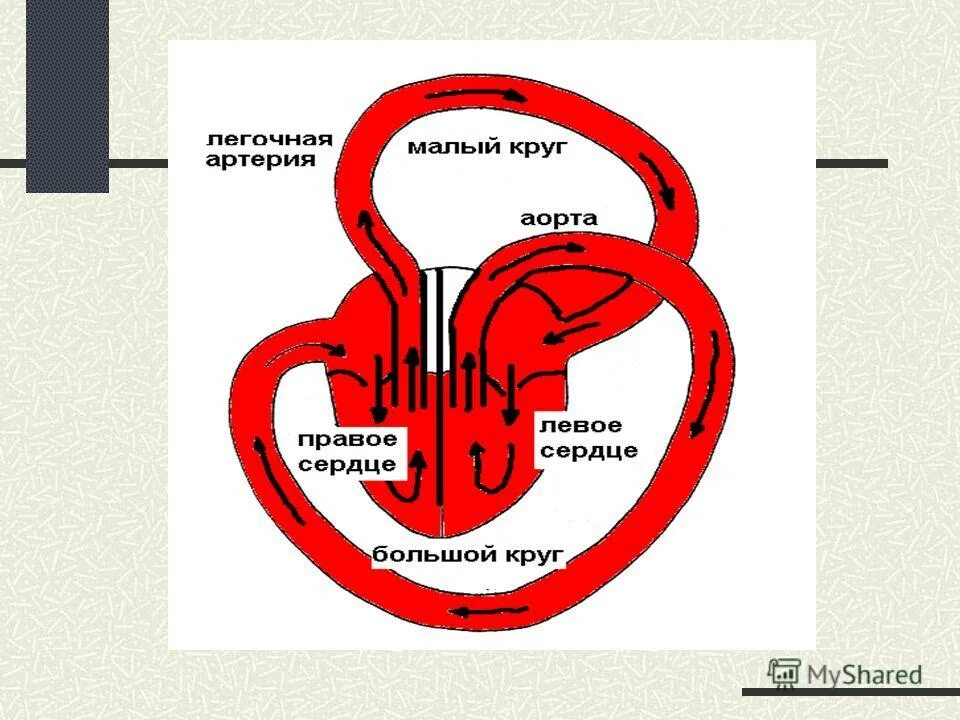 Какова функция сердца. Какова функция сердца