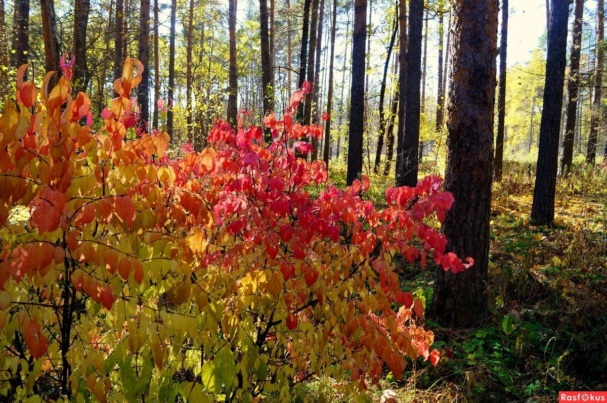 осенние деревья и кусты. осень в лесу. скумпия обыкновенная осенью. деревья и кустарники осенью. осенний куст на поляне.
