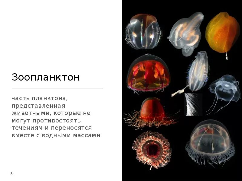 Характеристика фитопланктона. Зоопланктон. Зоопланктон классификация. Зоопланктон характеристика. Планктон классификация.