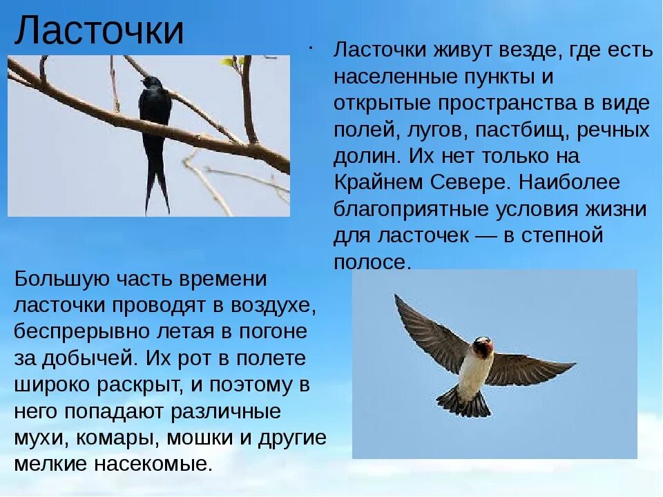 Где обитают ласточки
