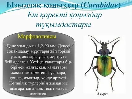 Жыныстық қатынас үшін шынайы танысу