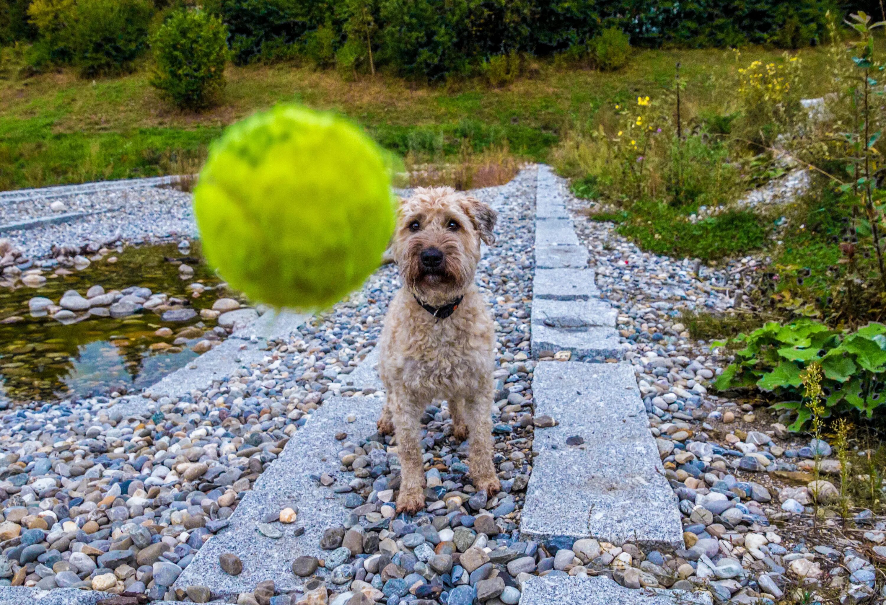 Собака в шаре. Бедлингтон-терьер. Собака с мячиком. Щенок с мячиком. Мяч для собак.
