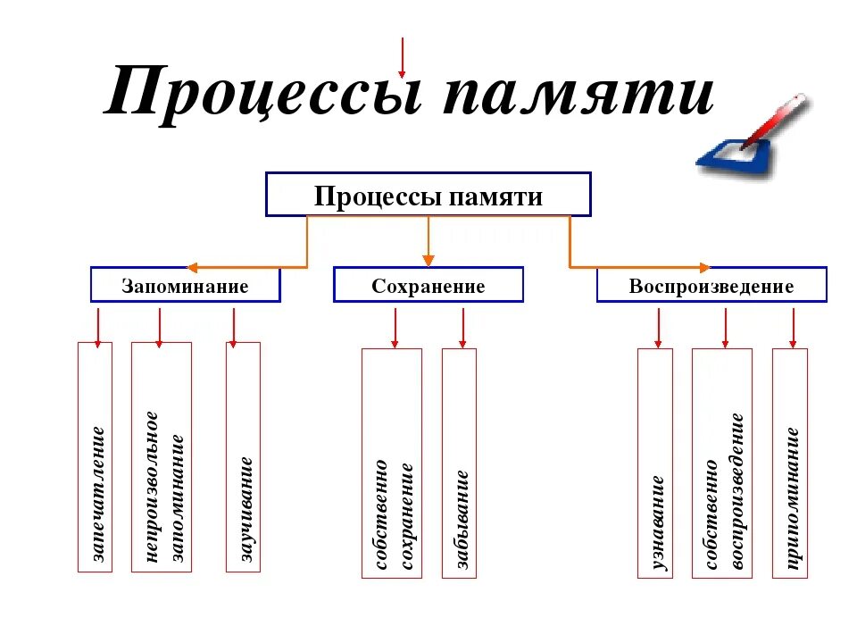 Процессы памяти человека. Основные процессы памяти схема. Основные процессы памяти запоминание сохранение воспроизведение. Перечислите основные процессы памяти. Основные процессы памяти в психологии.