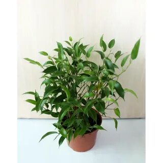 Фикус керли