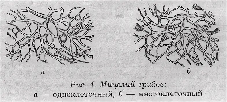 Мицелий одноклеточных грибов. Одноклеточный и многоклеточный мицелий грибов.. Септированный мицелий. Многоклеточный мицелий строение. Мицелий грибов одноклеточный многоклеточный