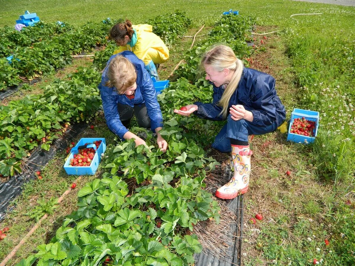 Плантация клубники. Сбор клубники на полях. Сбор урожая клубники. Собирать ягоды. Сбор клубники.