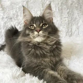 Недорого котенка мейн куна