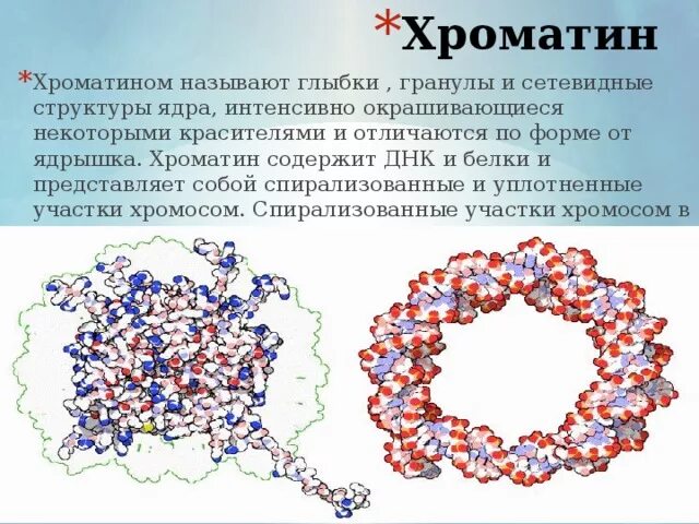 Какие структуры в ядрах содержат днк. Хроматин. Хроматин строение. Структура хроматина ядра. Строение ядра хроматин.