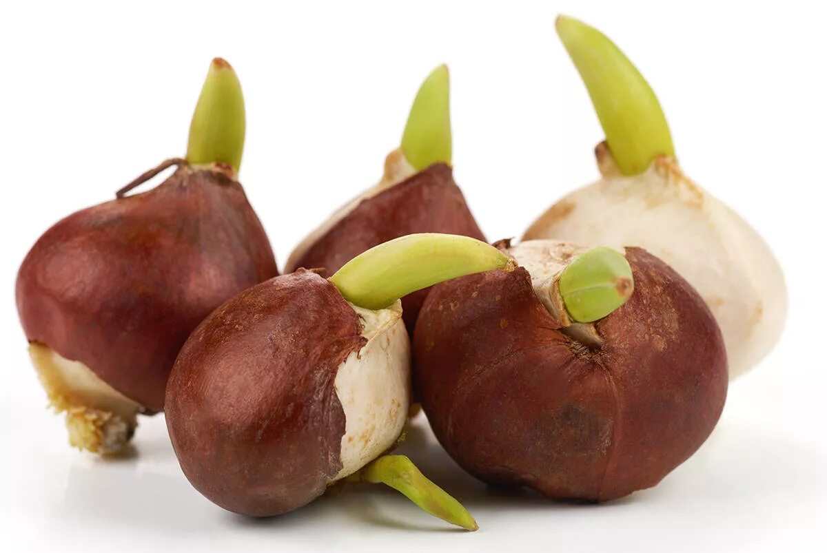 Луковицы нарциссов. Ящик для хранения луковиц тюльпанов. Луковицы тюльпанов и гладиолусов. Гиацинт лук. Клубни цветов.