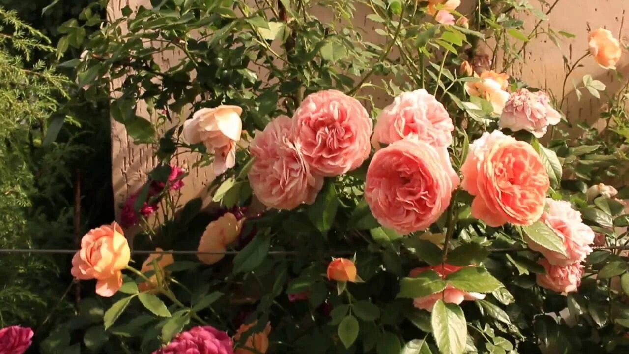 Сорт розы леди шалот. Сорт розы леди шалот
