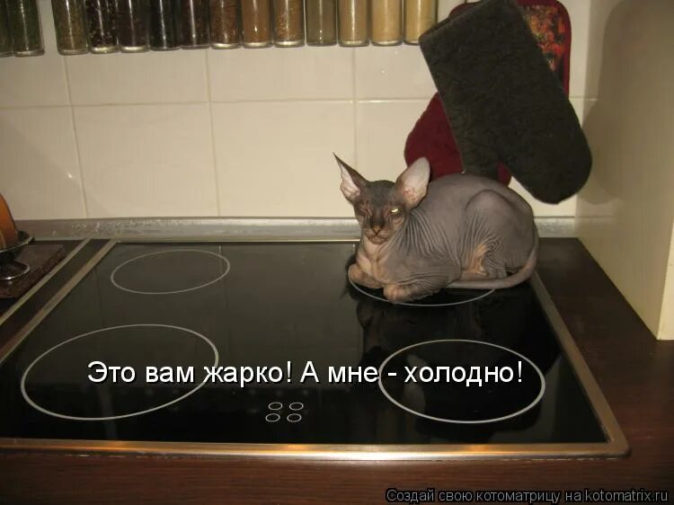 Мне жарко. Мне не жарко. Мне жарко мне холодно. Не любите кошек вы просто не умеете их готовить.