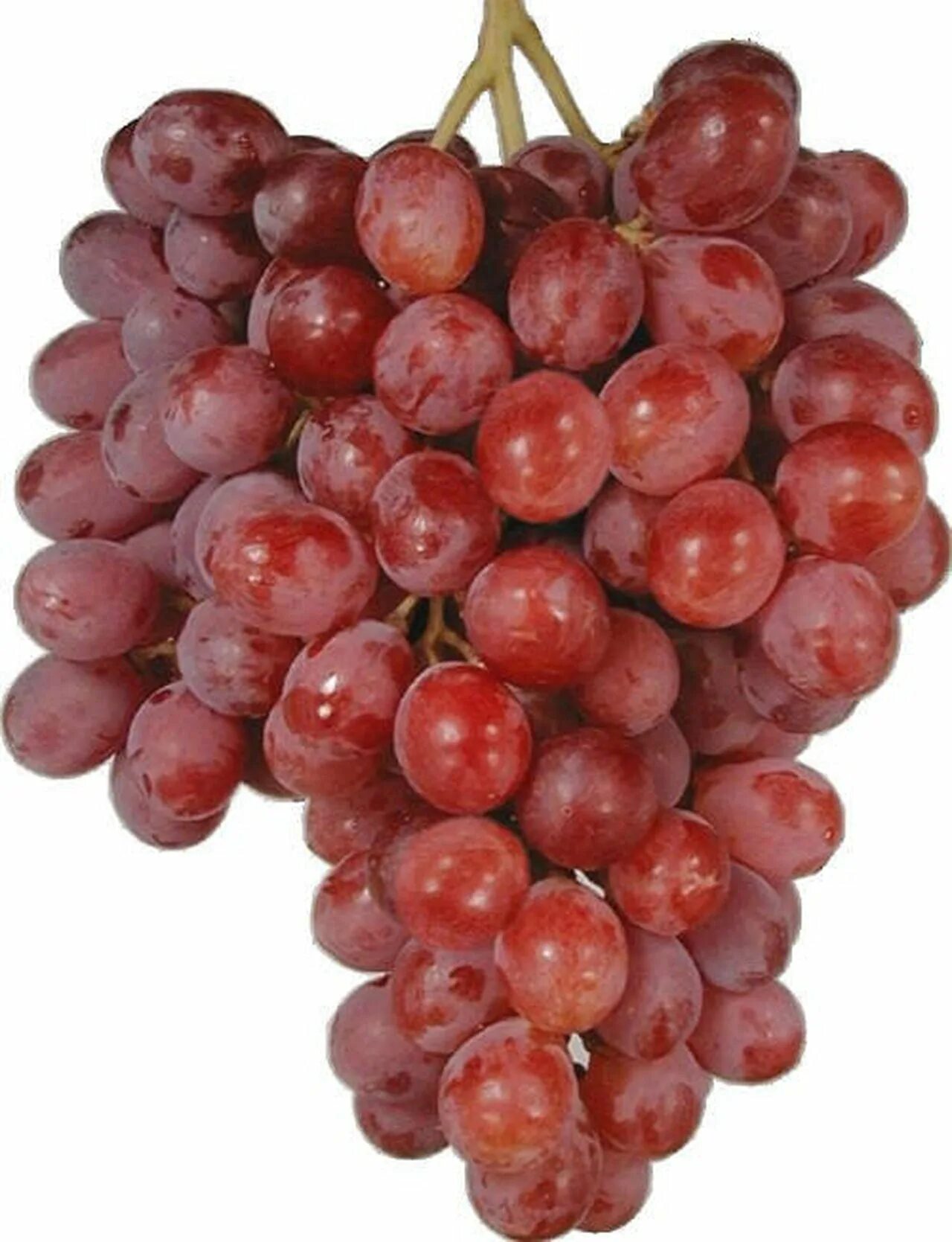 Виноград кримсон. Виноград красный ред Глоб. Red seedless grapes. Flame seedless grape.