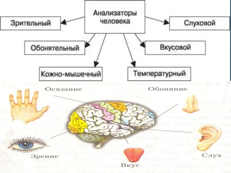 Органы чувств 8 класс биология презентация. Схема строения анализатора человека. Анализаторы человека схема. Значение анализаторов анализаторы и органы чувств. Схема строения сенсорной системы анализатора.