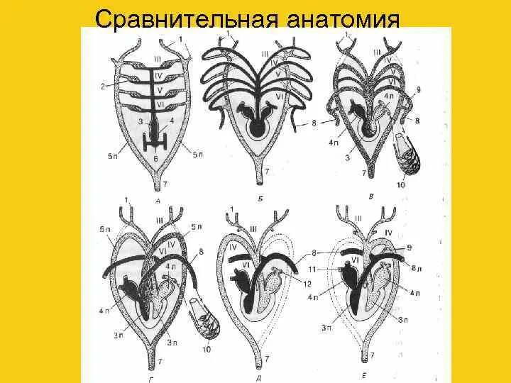 Строение кровеносной системы земноводных пресмыкающихся и млекопитающих. Схемы кровеносных систем позвоночных животных. Схема строения кровеносной системы позвоночных. Схема строение кровеносной системы у животных. Круги кровообращения позвоночных животных.