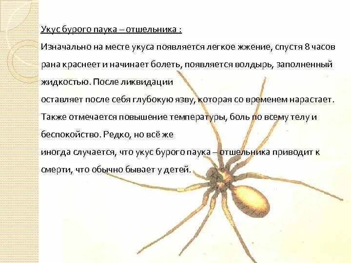 Укусы паукообразных