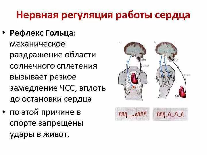 Рефлекс гольца и Данини-Ашнера. Рефлекс Данини Ашнера физиология. Рефлекторный путь рефлекса гольца. Рефлекторные пути рефлексов гольца и Данини-Ашнера.