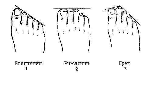 Типы стопы человека. Форма стопы Греческая Римская и Египетская. Пальцы на ногах Грек римлянин Египтянин. Ноги Египтянин римлянин. Форма стопы римлянин.