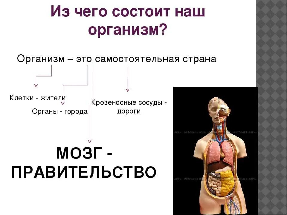 Как работает наш организм презентация 3 класс. Доклад на тему организм человека. Организм человека 3 класс. Организм человека презентация. Строение тела человека.