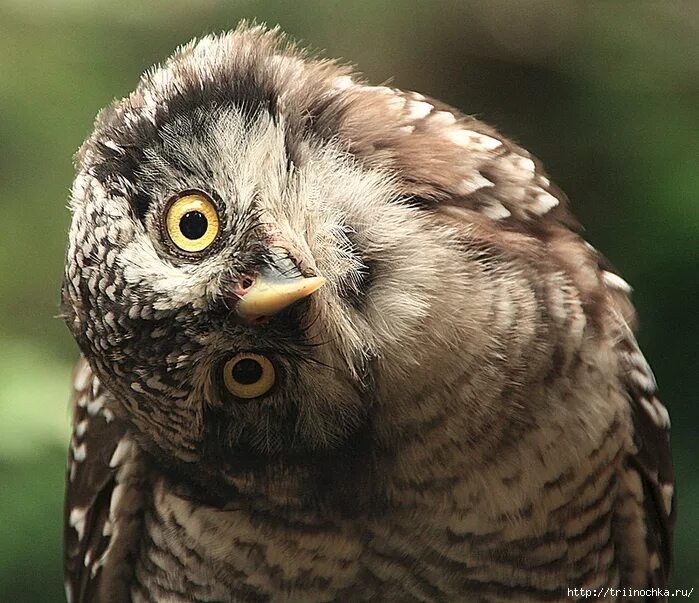 На сколько градусов поворачивается голова совы. Сова капуша. Бородатая неясыть. Сова вывернула голову. Сова наклонила голову.