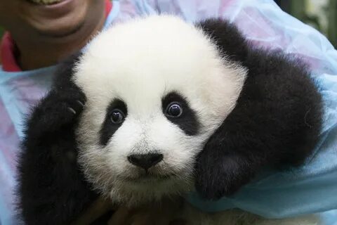 Panda 4 baby