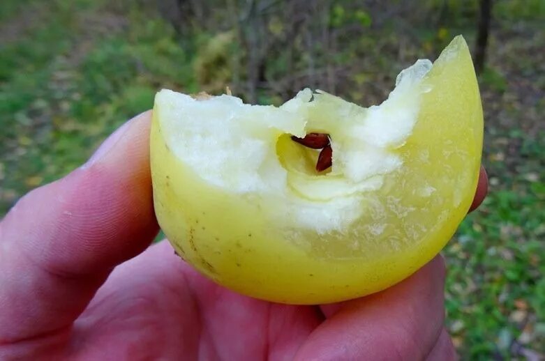 Наливное прозрачное яблоко. Яблоня медовка наливная. Прозрачные яблоки. Прозрачность яблок. Прозрачные яблоки.