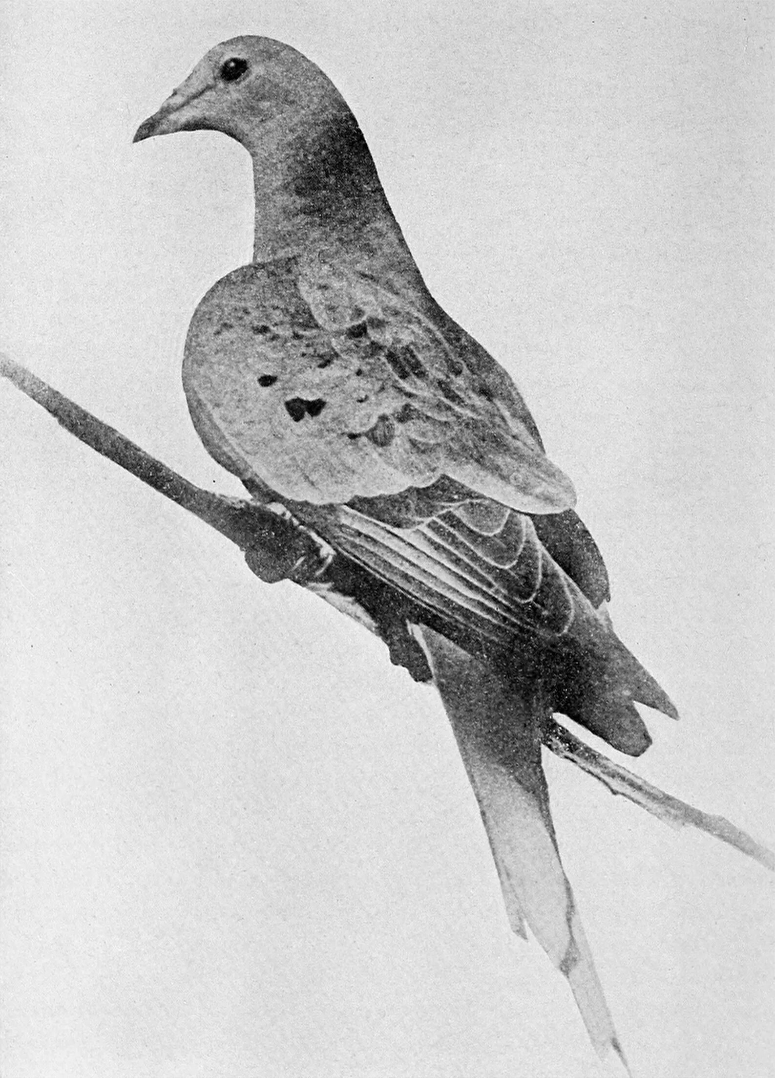 Странствующий голубь 1914. Марта (Странствующий голубь). Странствующий голубь Одюбон. Странствующий голубь вымер