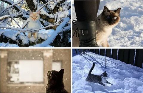 Холодно ли кошкам зимой на улице
