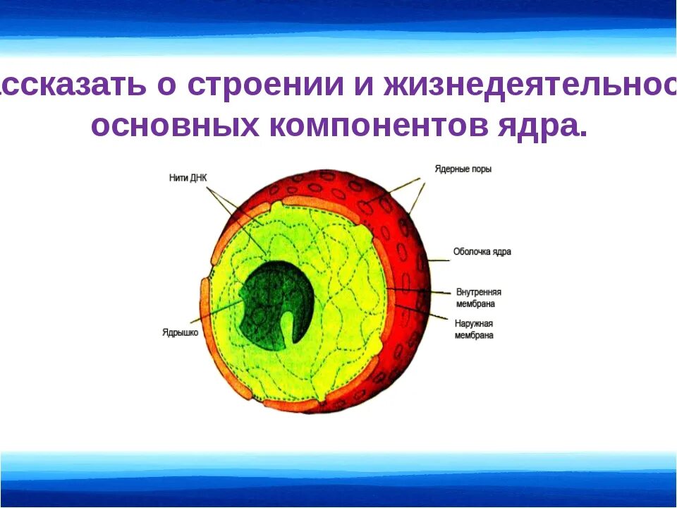 Основные структурные компоненты ядра рисунок. Элементы ядра клетки. Составные элементы ядра. Перечислите компоненты ядра.