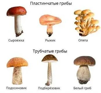 Определи вид гриба