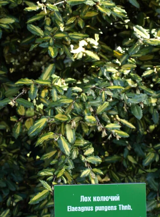 лох maculata. лох узколистный кустарник. дендрарий сочи колючий лох. лох колючий дерево. лох вечнозеленый эббинга.