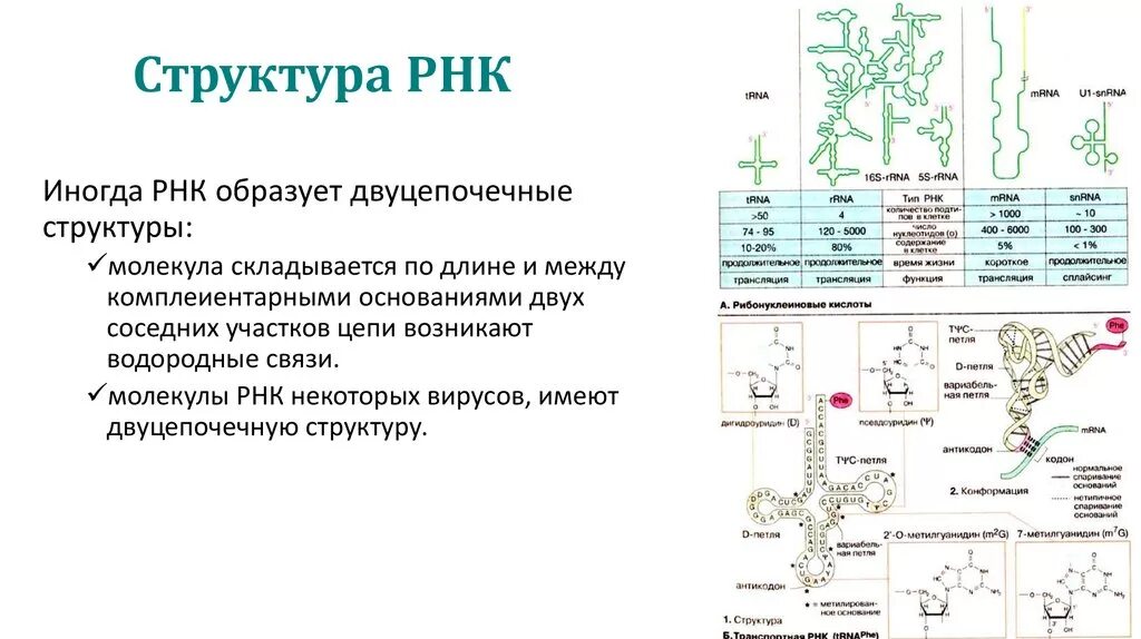 Описание молекул рнк. Первичная структура РНК типы РНК. Первичная структура структура РНК это. Описание структуры РНК первичная. Схема первичной структуры РНК.