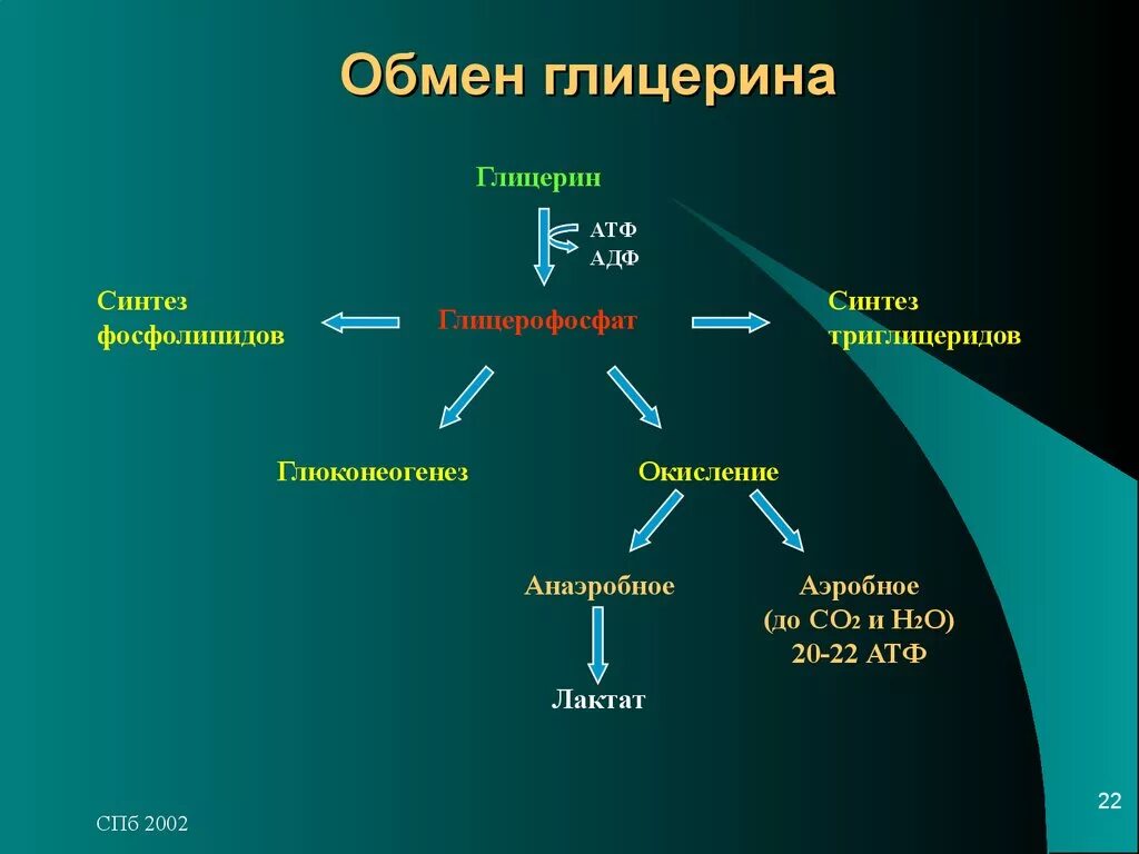 Углевод входящий в атф. Схема обмена глицерина биохимия. Метаболизм глицерина. Пути использования глицерола.