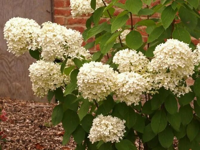 Hortensja Bukietowa MAGICAL CANDLE ® (Hydrangea paniculata) Sadzonka C2 Hydrange