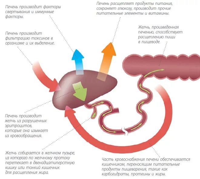 Корм при заболеваниях печени. Как работает печень. Диетотерапия животных при заболеваниях печени.