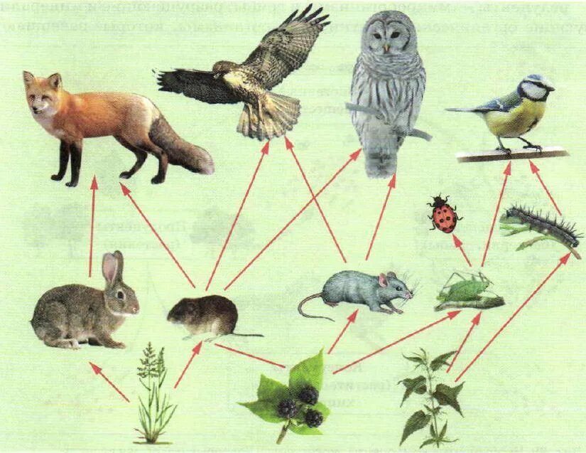 Трофические звенья в цепи питания. Пищевая трофическая цепь питания. Цепь питания консументы редуценты. Цепь питания трофическая цепь. Цепь питания березы