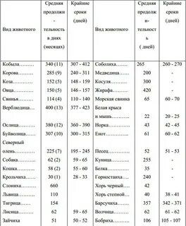 Сколько длится период беременности