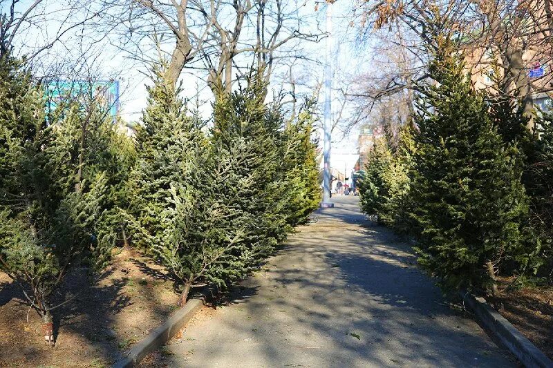 почему не продают елки на улице 2023