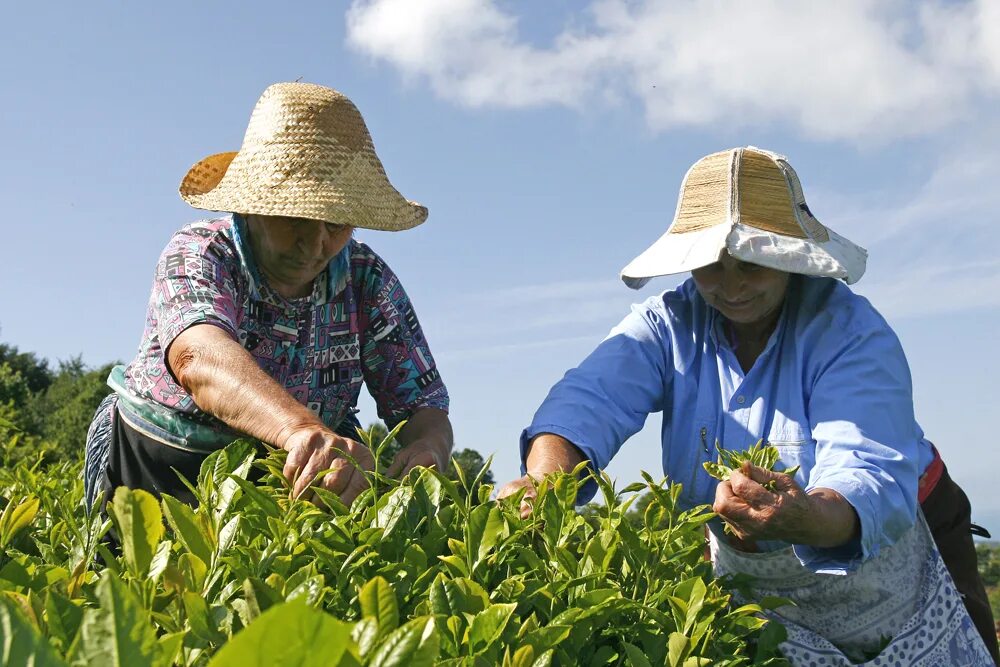 В россии растет чай. Плантации чая в Краснодарском крае. Краснодарский чай плантации. Плантации чая в Краснодаре. Чайные плантации в Краснодаре.