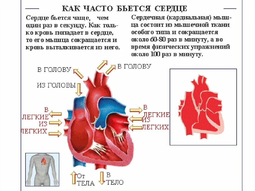 Сердце работает всю жизнь. Физиология сердца. Строение сердца человека. Как часто бьется сердце. Сердце бьется чаще.