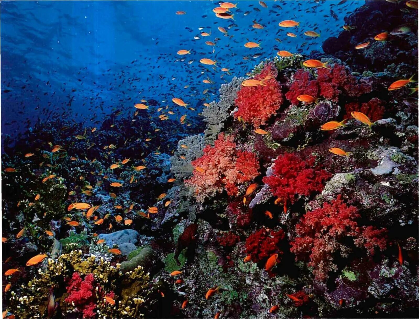 Красное море значение. Рифы красного моря. красное море риф шарм эль шейх. триходесмиум в красном море. рифы и кораллы красного моря.