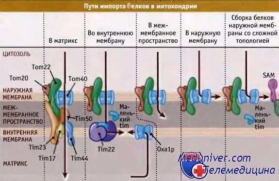 Сборка белка происходит. Транспорт белков в митохондрии. Белки митохондрий. Механизм транспорта белков в митохондрии. Белки риске митохондрий.