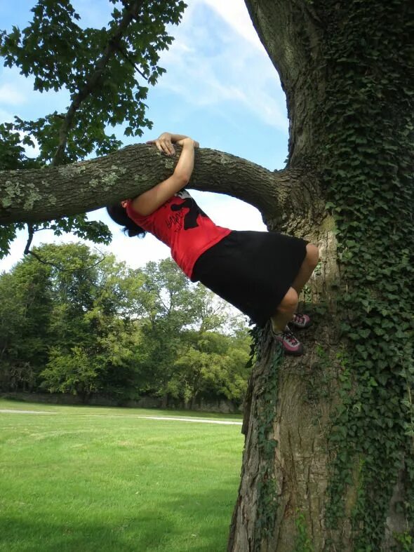 Climb a Tree. Пилатес Climbing Tree. Beetle Climbing up a Tree. Can you climb a tree