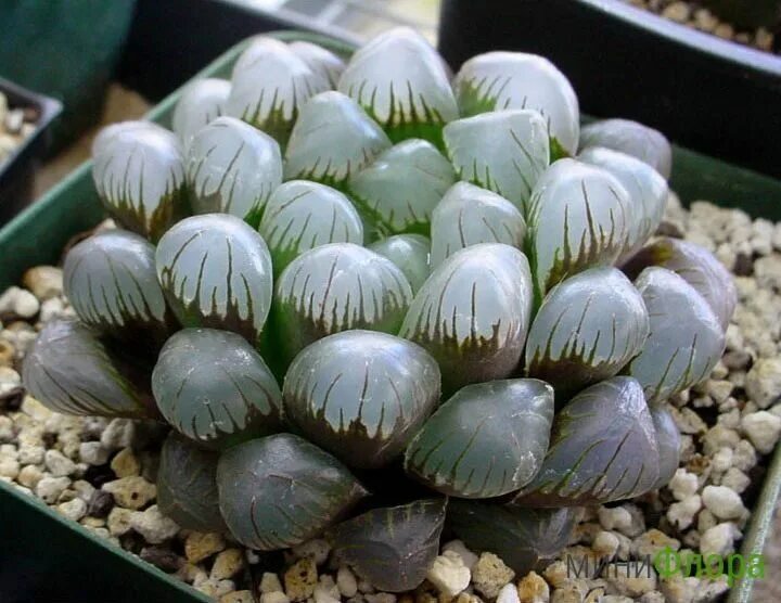 Хавортия купера и ладьевидная. Хавортия купера и ладьевидная. Haworthia obtusa. Хавортия обтуза вариегата. Хавортия обтуза.