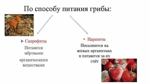 Какие организмы питаются готовыми органическими веществами